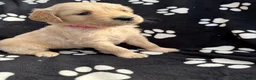 Golden Retriever dogs for sale: Kennel Club Health Tested Golden Retriever Puppies - Advert 12