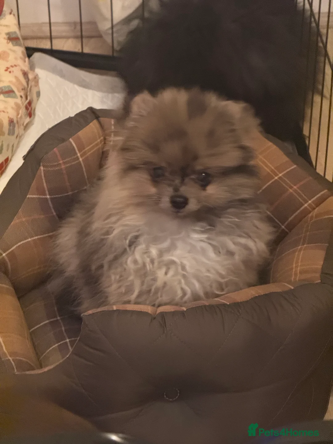 Pomeranian dogs for sale: PERFECT GIRL POMERANIAN 1.2kg Merle  - Advert 6