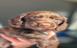 Cocker Spaniel dogs for sale:   KC Registered cocker spaniel 🐾🐾🐾🐾🐾🐾🐾🐾 - Image 2