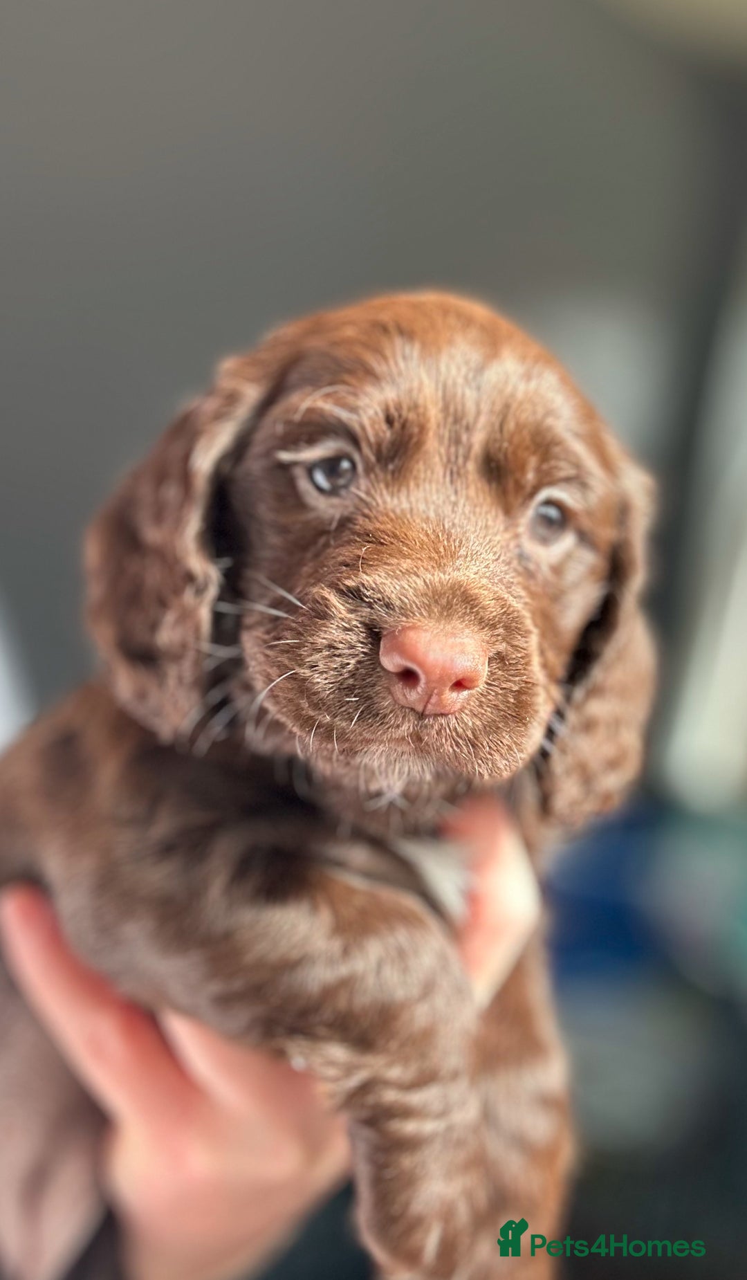 Cocker Spaniel dogs for sale:   KC Registered cocker spaniel 🐾🐾🐾🐾🐾🐾🐾🐾 - Image 2