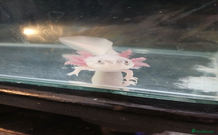 Other/Mixed Breed fish - Advert 1