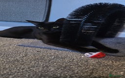 Domestic Shorthair cats for sale: 🐾Pickles - Female Black Cat Needs a Loving Home🐾 - Image 2