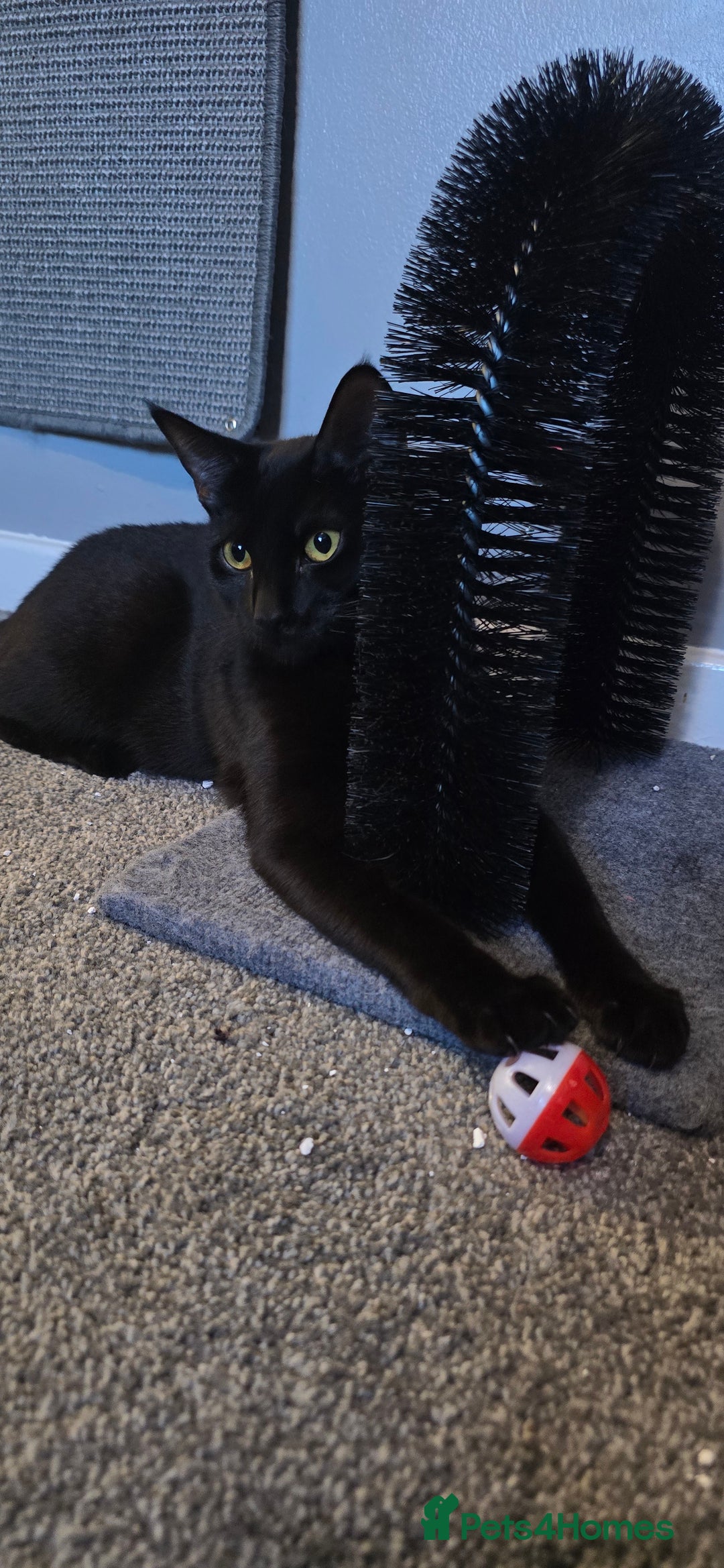 Domestic Shorthair cats for sale: 🐾Pickles - Female Black Cat Needs a Loving Home🐾 - Image 2