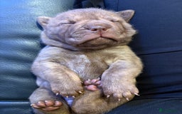 Shar Pei dogs for sale: Stunning Shar Pei Pups - Image 24