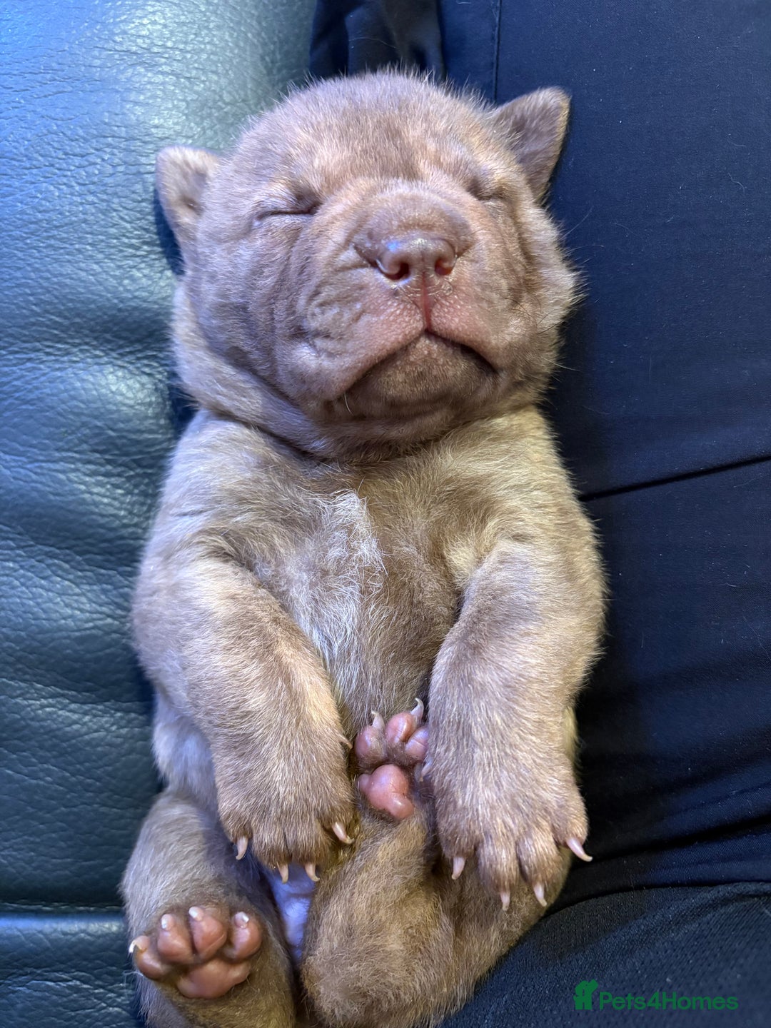 Shar Pei dogs for sale: Stunning Shar Pei Pups - Image 24