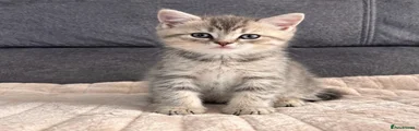 British Shorthair 2