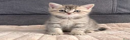 British Shorthair cats for sale: Gorgeous British Shorthair Silver Tabby Kittens - Advert 9