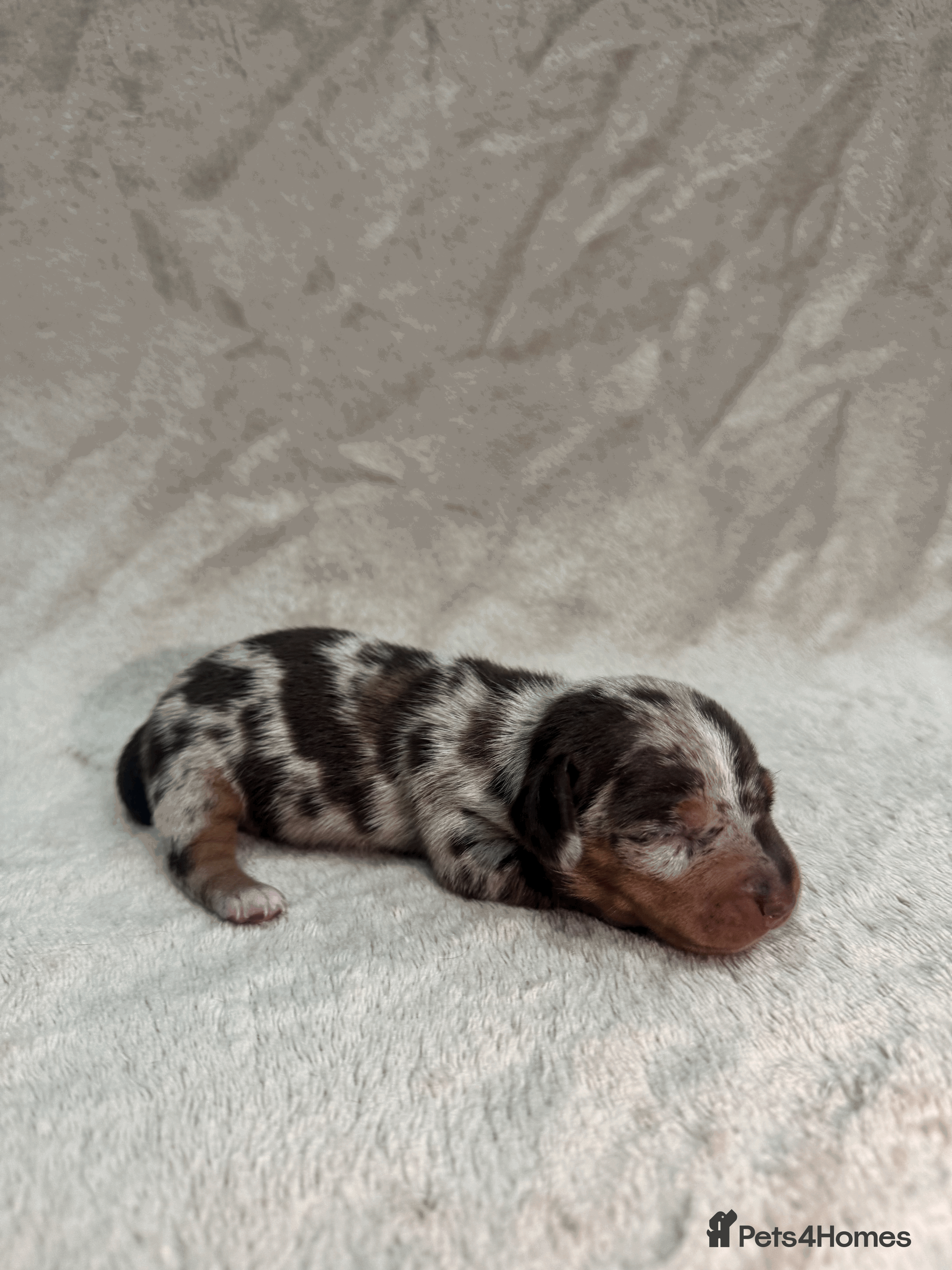 Miniature Dachshund dogs KC REG Smooth Miniature Dachshund Puppies - Advert 2