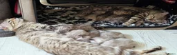 Bengal cats for sale: Rare Cashmere & Short Hair Bengals  - Advert 5
