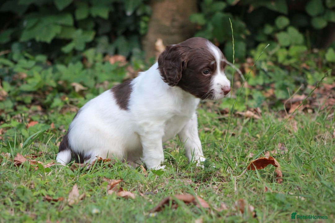 English Springer Spaniel dogs for sale: Springer Spaniel puppies - 2 boys left - Image 14