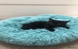 Mixed Breed cats for sale: Lovely Kittens 🖤 - Image 6