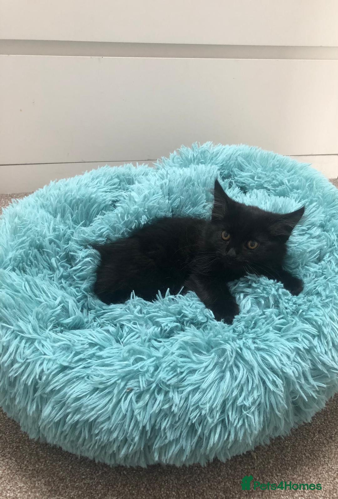 Mixed Breed cats for sale: Lovely Kittens 🖤 - Image 6
