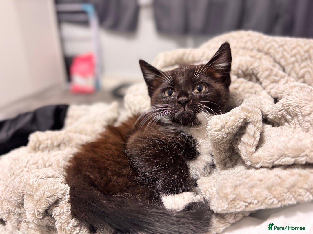 British Shorthair cats for sale: 2 MONTH OLD KITTEN FOR SALE - Image 1