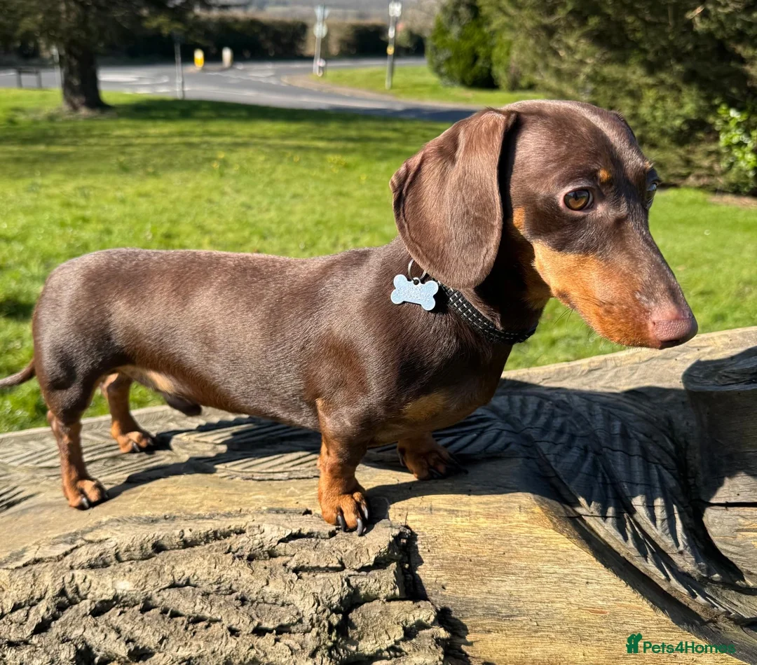 Miniature Dachshund dogs for stud: ⭐️ 5 Star Handsome Hugo ⭐️ in Gloucester - Advert 7