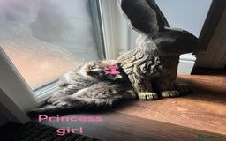 Siberian cats for sale: Siberian girl kittens ready for new home now - Image 35
