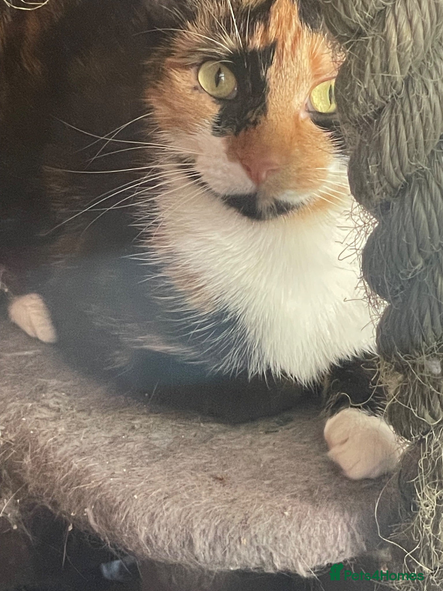 Mixed Breed cats Kittens for sale - Advert 1
