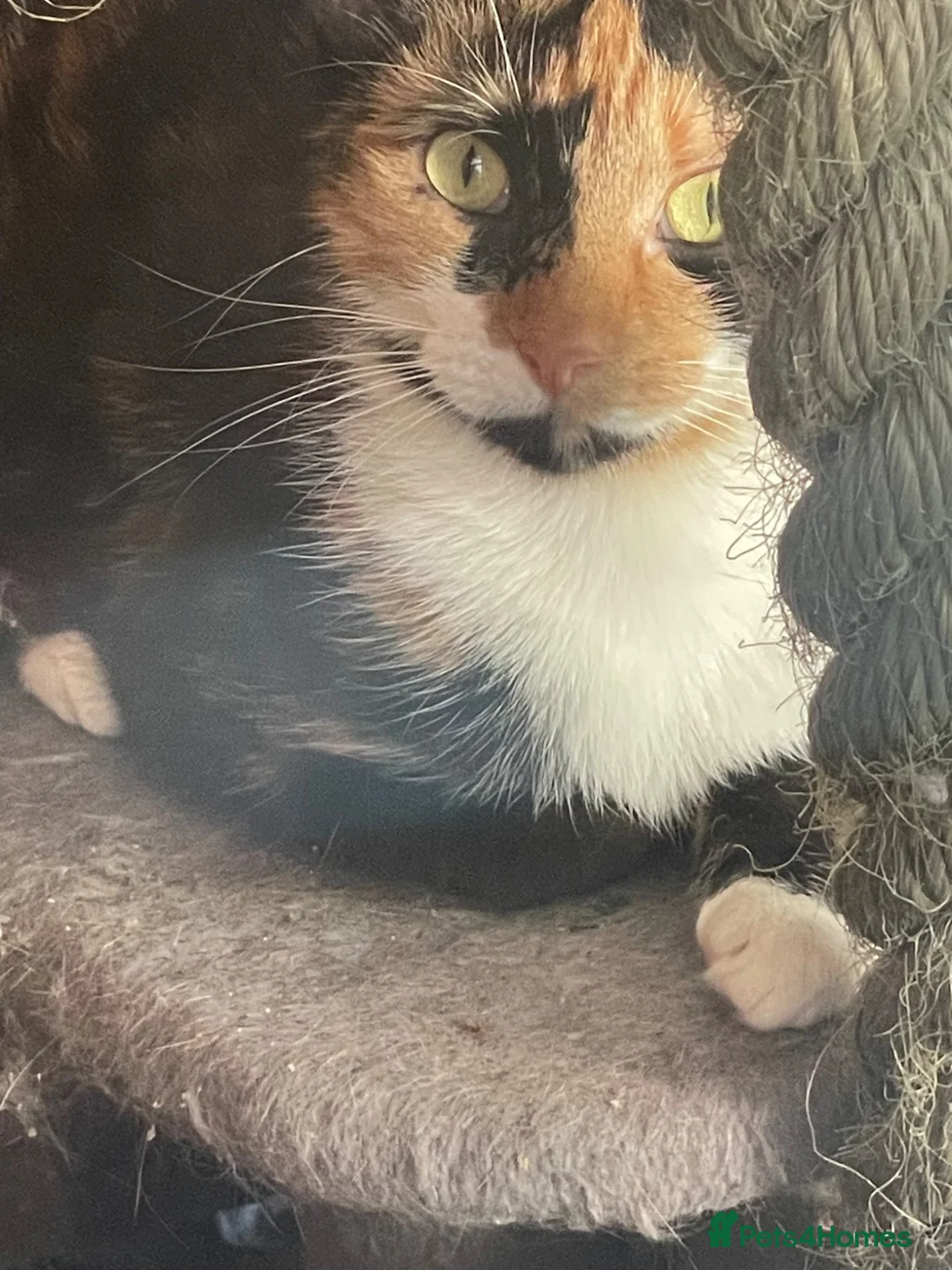 Mixed Breed cats for sale: Kittens for sale in Guildford - Advert 1
