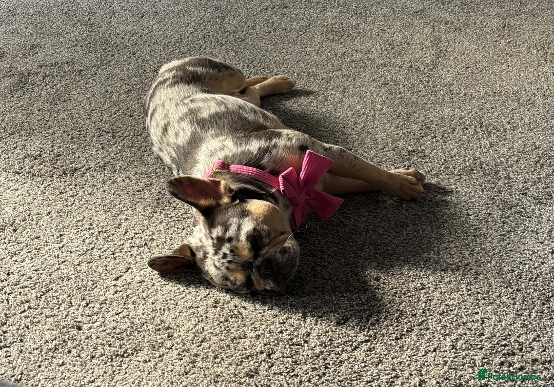 French Bulldog dogs for sale: French bulldog - Advert 4