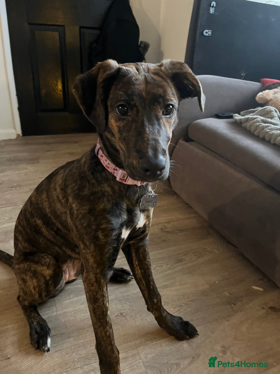 Lurcher dogs for sale: Lurcher  - Advert 1