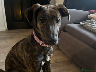 Lurcher dogs Lurcher - Advert 2