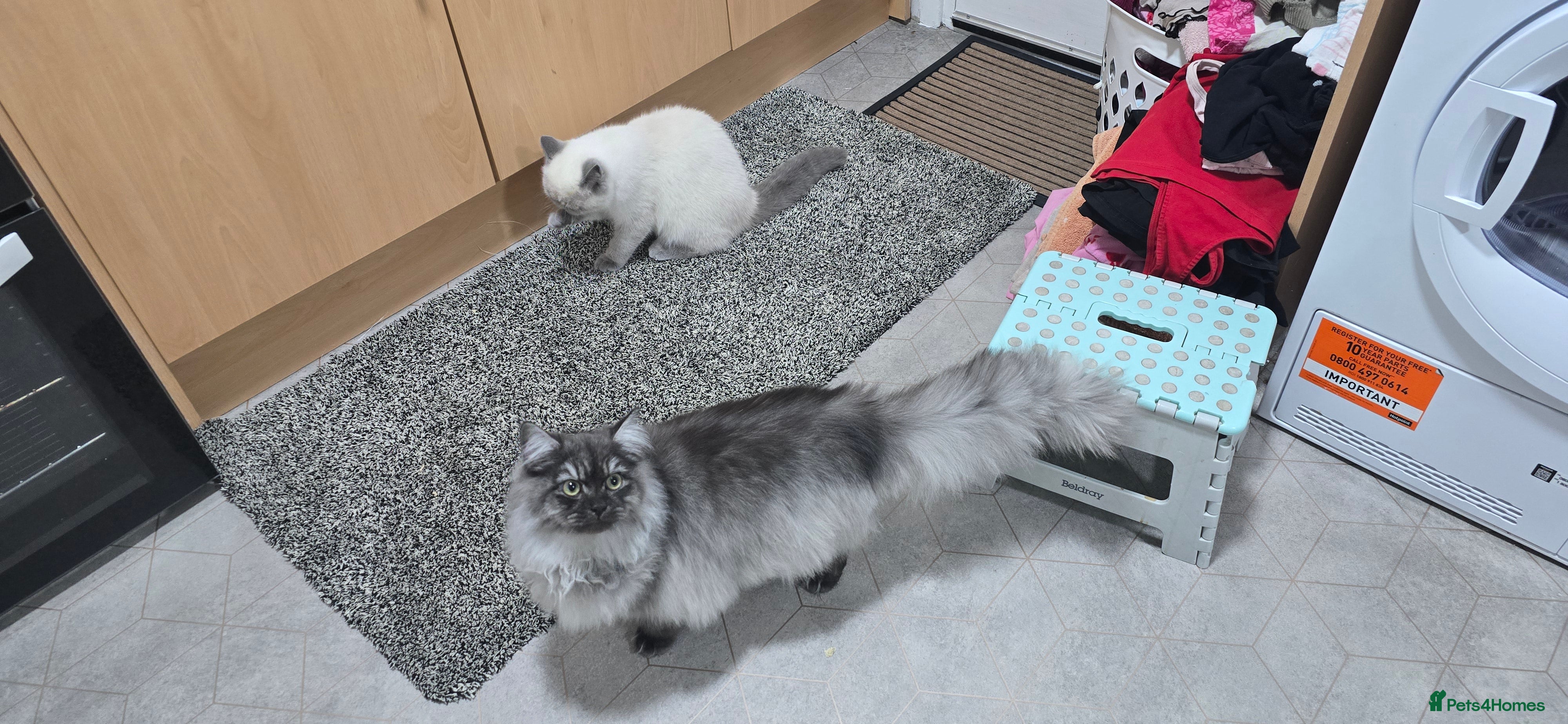 Persian cats Doll face persian male - Advert 11