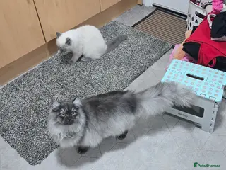 Persian cats Doll face persian male - Advert 11