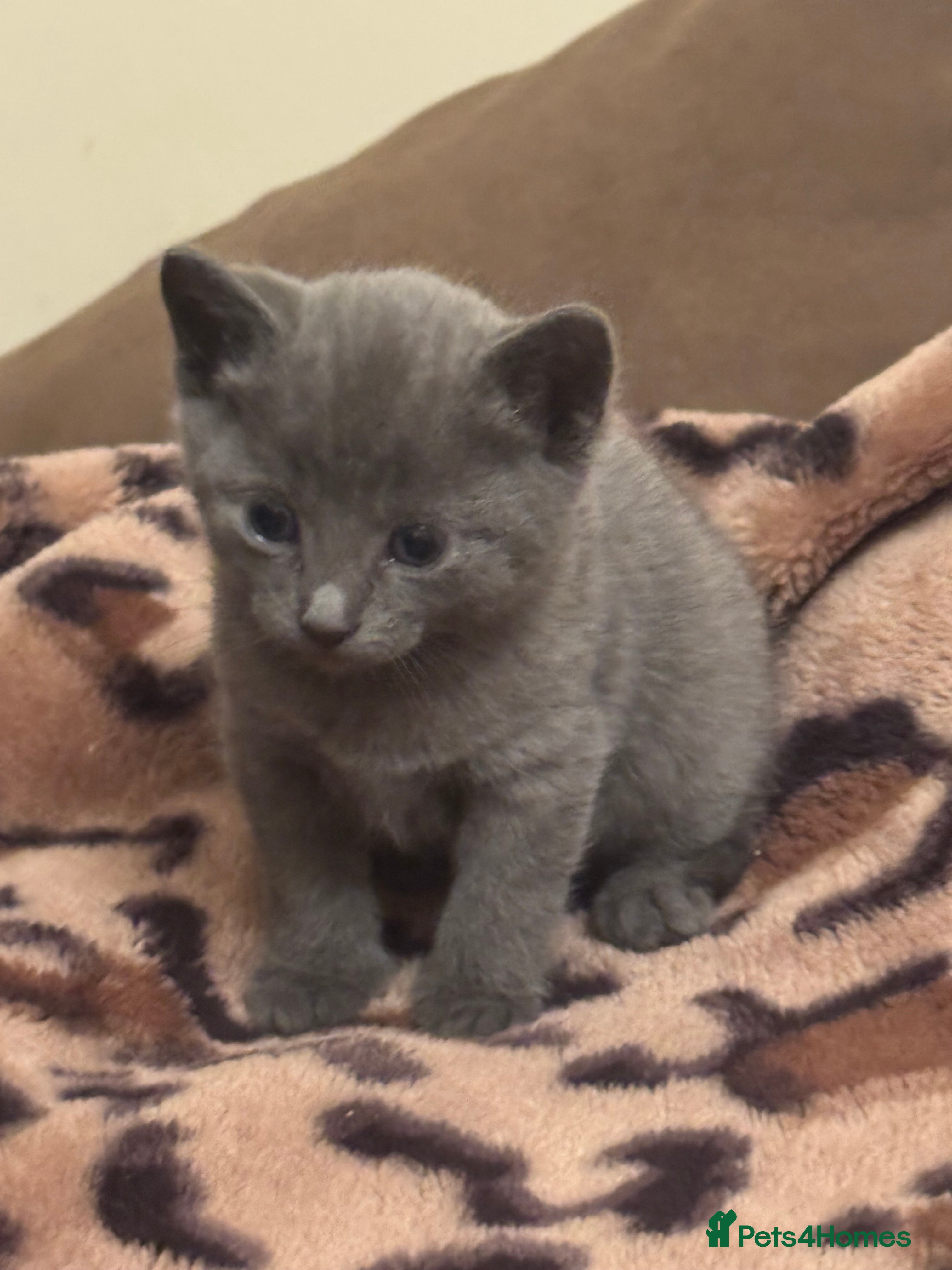 Mixed Breed cats 5 beautiful kittens for sale - Advert 1