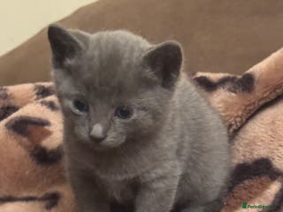 Mixed Breed cats 5 beautiful kittens for sale - Advert 2