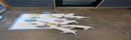 Mixed Breed dogs for sale: Maltichon  in Horncastle - Advert 5