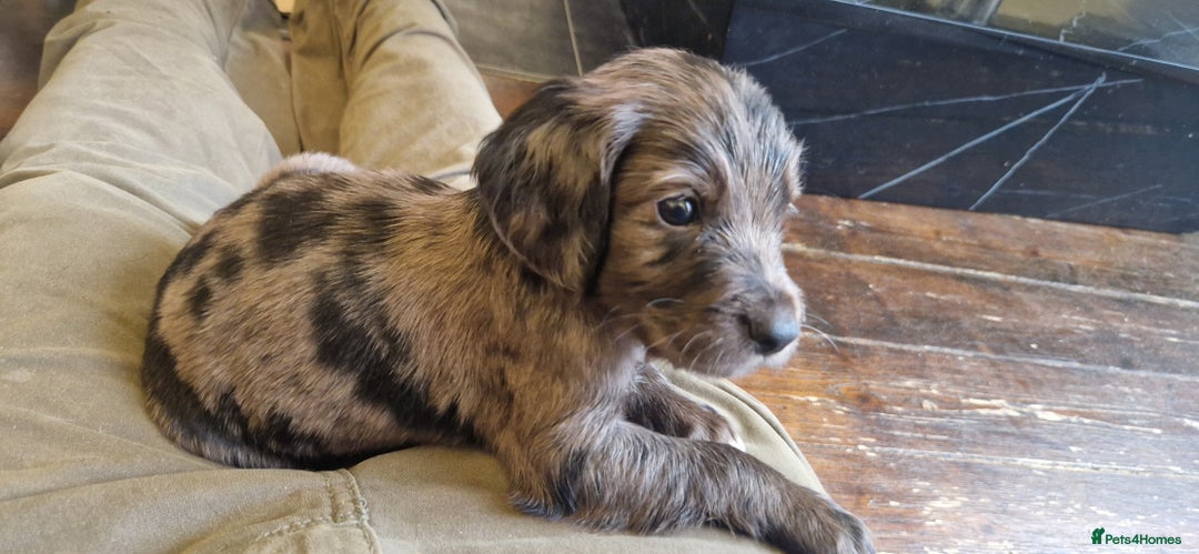 Cocker Spaniel dogs for sale: Cocker Spaniel puppies - Image 11