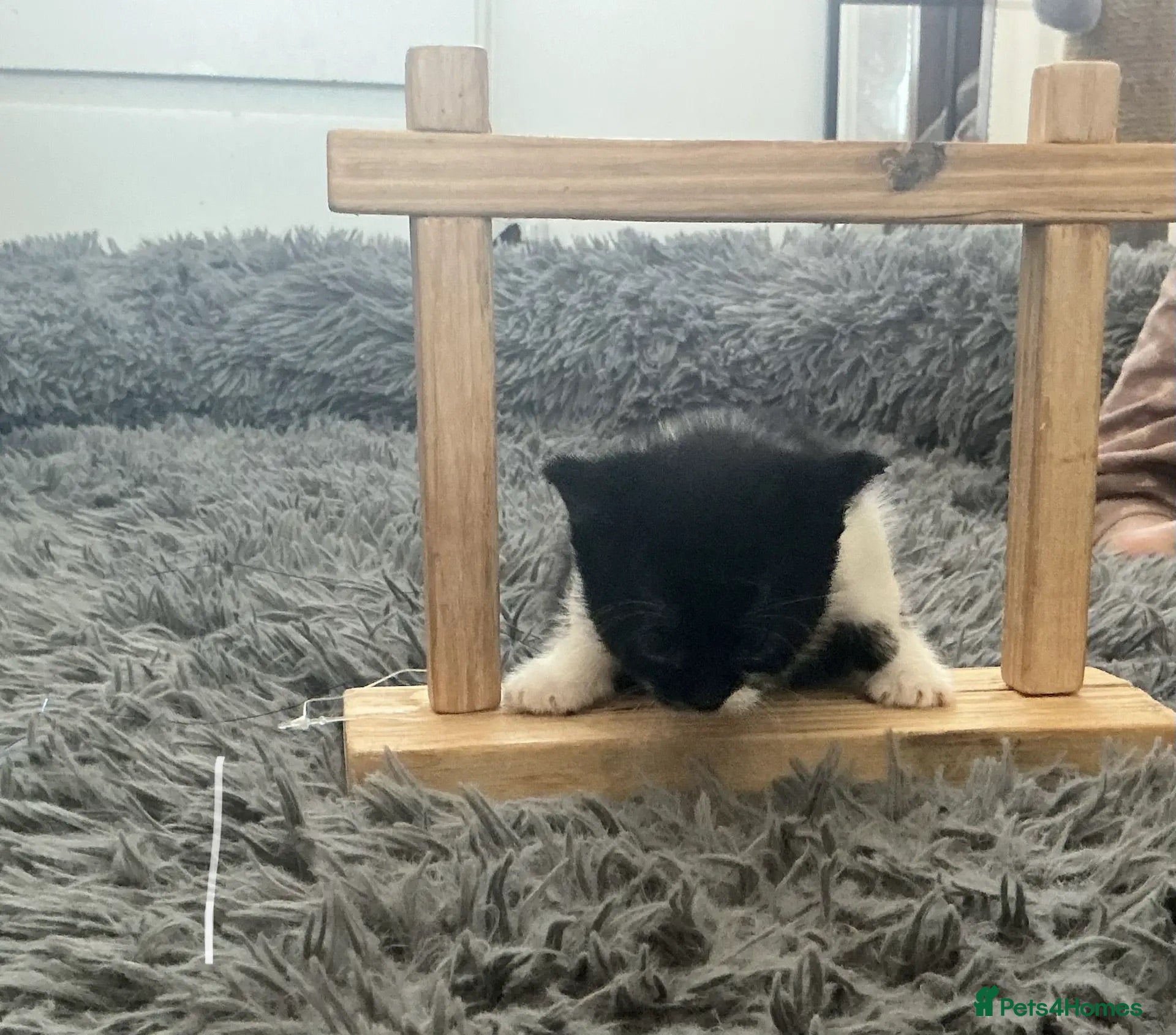 Mixed Breed cats Kitten x4 black and white - Advert 2