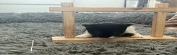 Mixed Breed cats for sale: Kitten x4 black and white - Advert 2