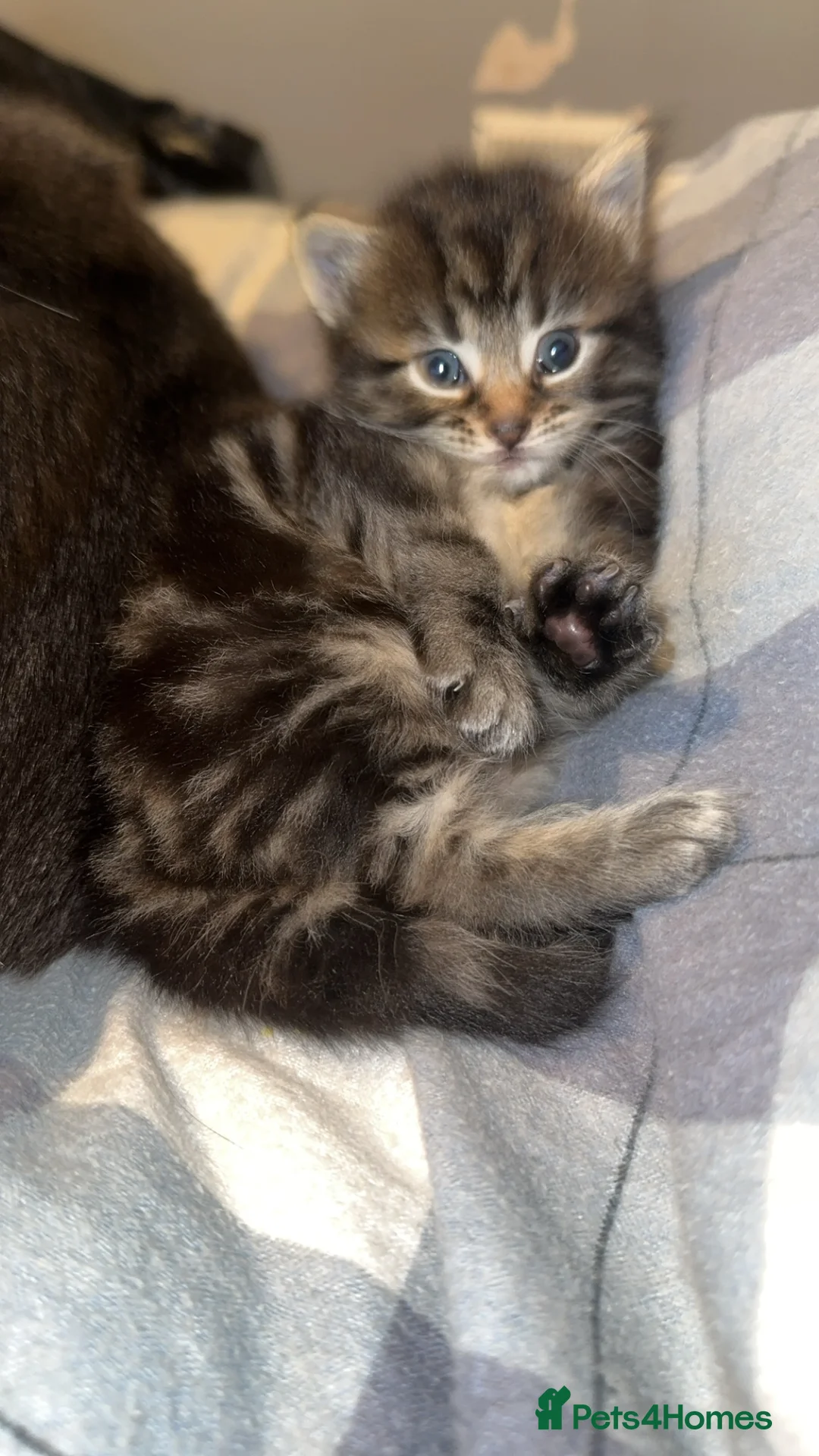 Mixed Breed cats for sale: BEAUTIFUL KITTEN.Maine coon/crossed  - Advert 7