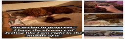 Cockapoo dogs for stud: F1 cocapoo well Proven extensively health tested  - Advert 17