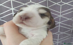 Cocker Spaniel dogs for sale: Show Type Cocker Spaniels Health Tested Parents  - Image 15