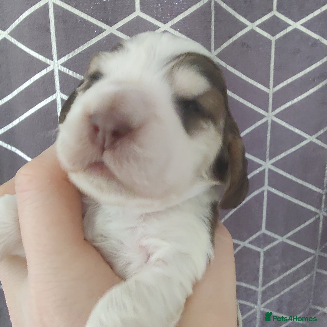 Cocker Spaniel dogs for sale: Show Type Cocker Spaniels Health Tested Parents  - Image 15