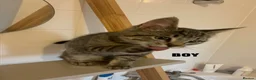 Maine Coon cats for sale: Maine coon cross kittens  - Advert 4