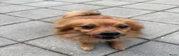 Pomchi dogs for sale: 5 yr old PomChi looking for new home :)  in London - Advert 2