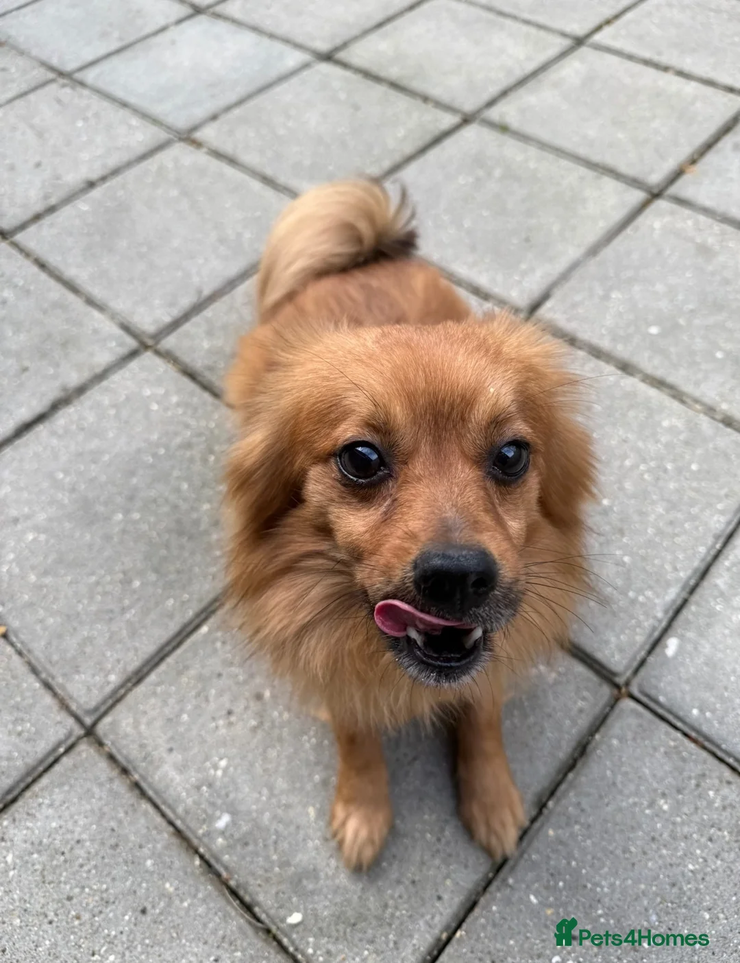 Pomchi dogs for sale: 5 yr old PomChi looking for new home :)  in London - Advert 2