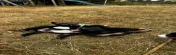 Mixed Breed dogs for sale: Kelpie x collies BEAUTIFUL LITTER - Advert 7