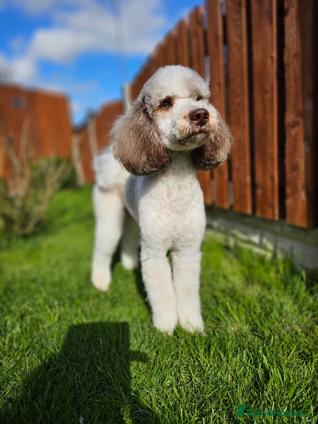 Goldendoodle dogs for stud: FULLY HEALTH TESTED! MOYEN POODLE STUD! in Kettering - Image 17