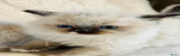 Ragdoll cats for sale: Ragdoll kittens  - Advert 9