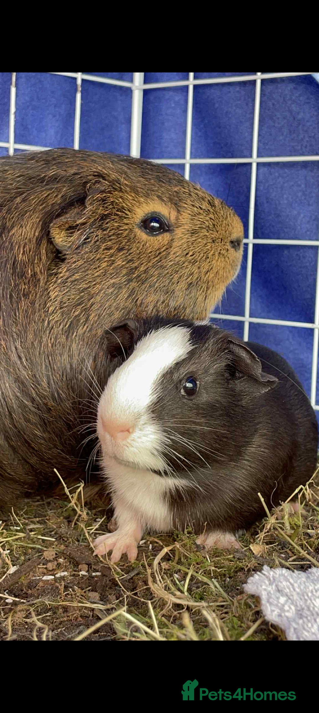 Guinea Pig rodents for sale: 2 pairs of male guinea pigs with full set up - Advert 9