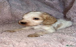 Cocker Spaniel dogs for sale: Stunning Cocker Spaniel Pups - Image 11