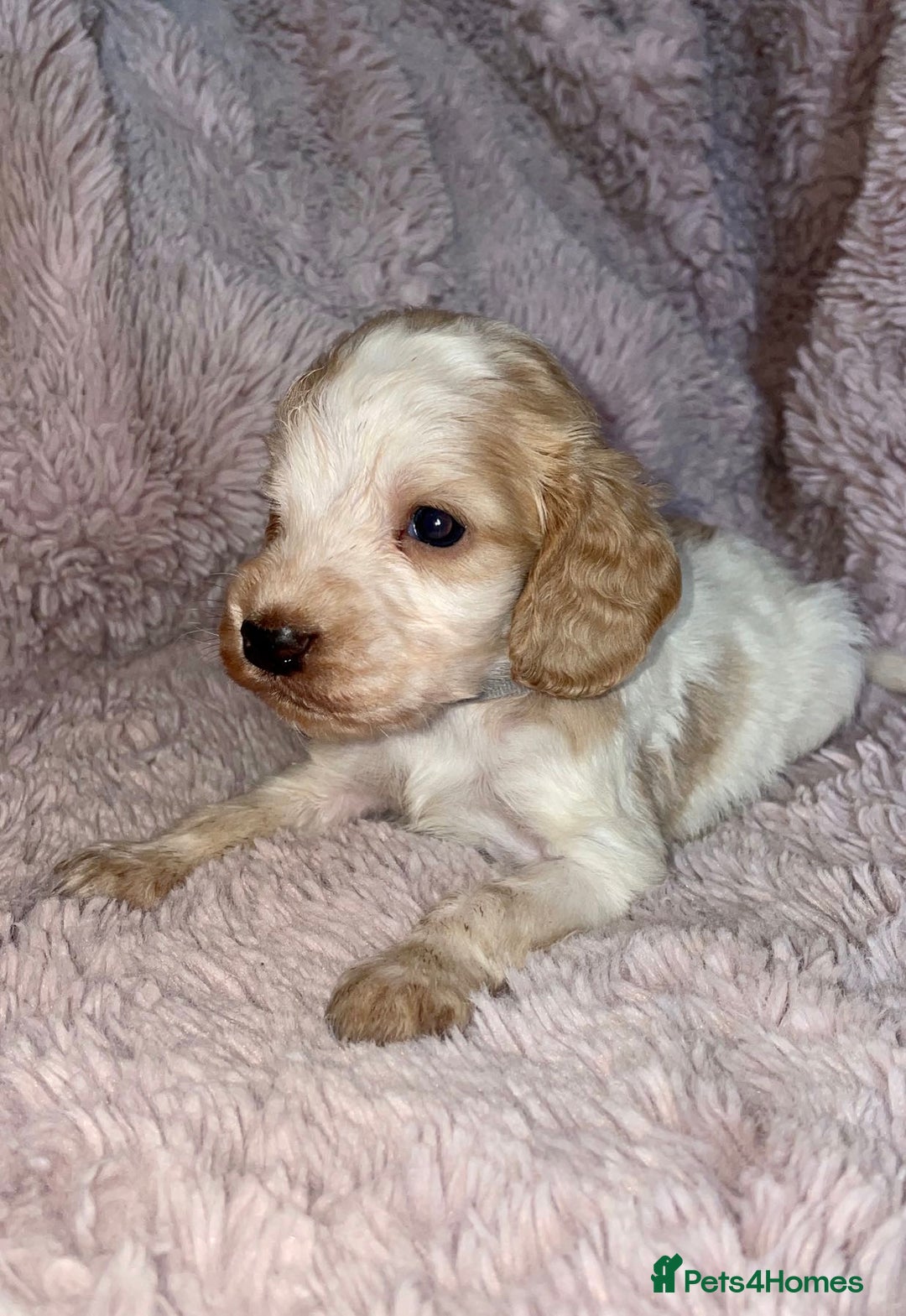 Cocker Spaniel dogs for sale: Stunning Cocker Spaniel Pups - Image 11