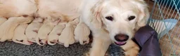 Golden Retriever dogs for sale: Superb WHITE K.Creg Golden Retriever puppies  - Advert 7