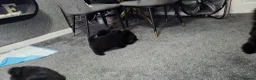 Chow Chow dogs for sale: Only 3 avalable (5 generation Chow chow) puppys - Advert 10