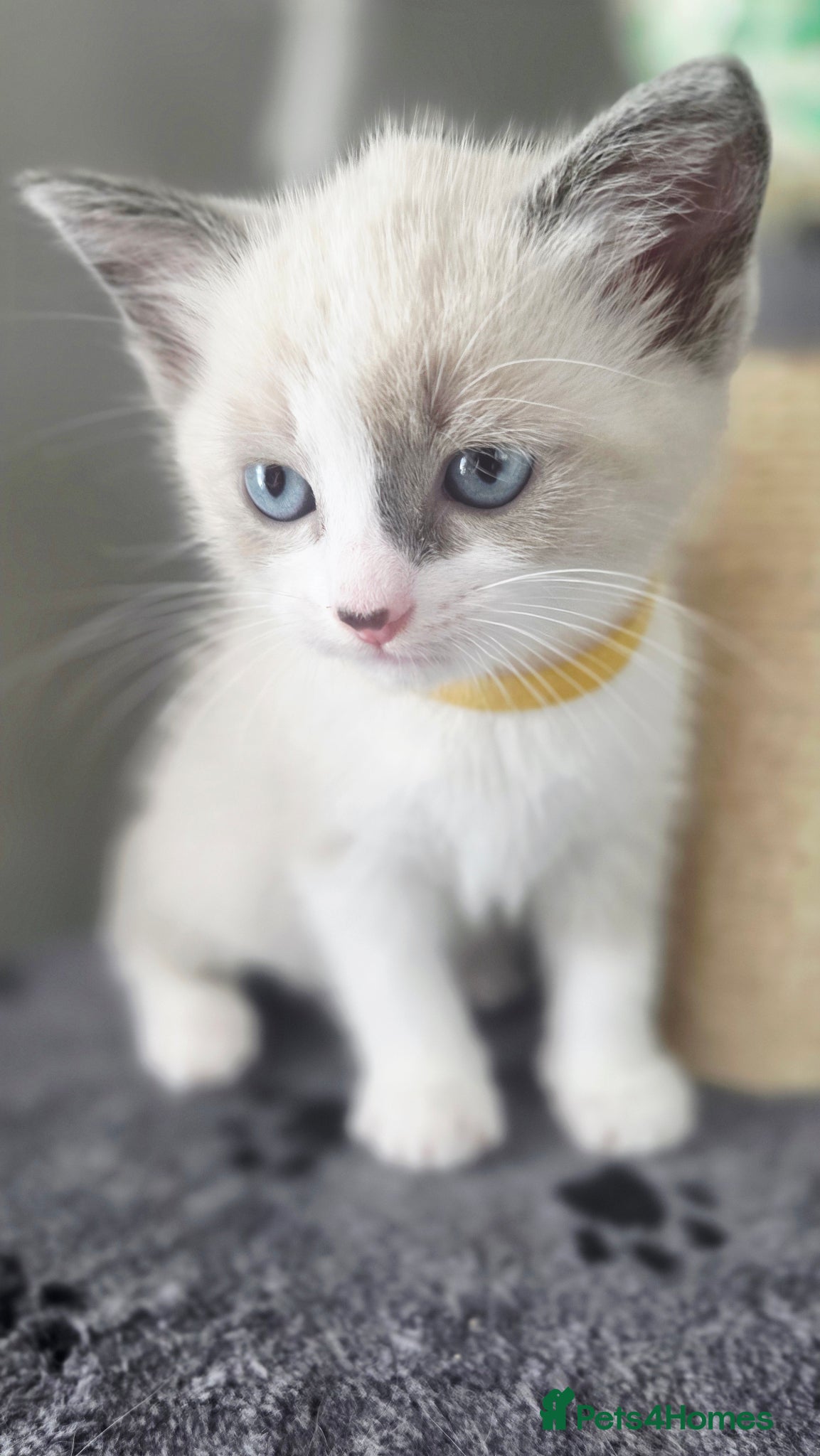 Ragdoll cats Gorgeous Ragdoll Kittens – 2 Boys, 2 Girls - Advert 11