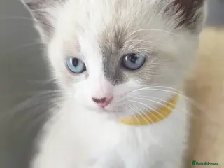 Ragdoll cats Gorgeous Ragdoll Kittens – 2 Boys, 2 Girls - Advert 11