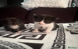 Mixed Breed cats for sale: Toxido kittens  - Image 3
